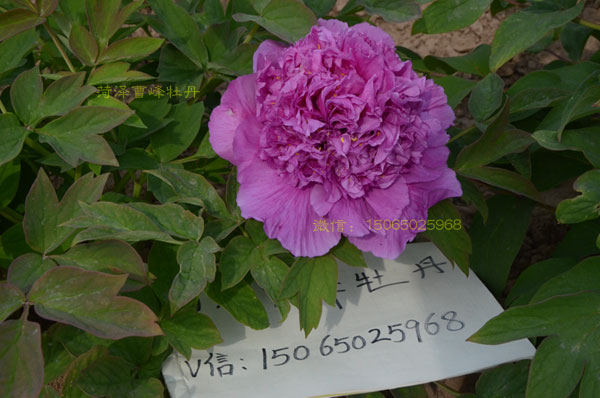 大魏紫牡丹.jpg 大魏紫牡丹.jpg