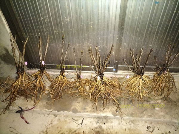 淘宝牡丹对版店铺?淘宝牡丹哪家卖的是对版的 (2).jpg