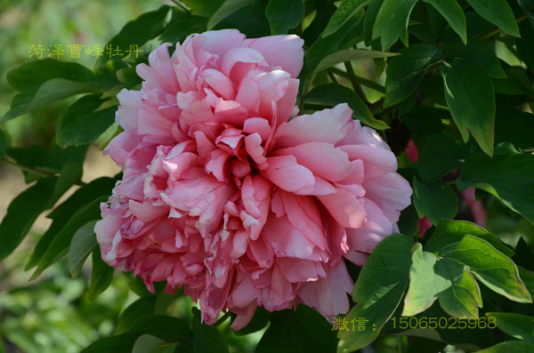 仙桃牡丹.jpg 仙桃牡丹.jpg