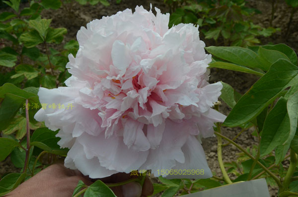 赵粉牡丹01.jpg 赵粉牡丹01.jpg