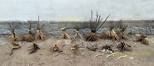 淘宝牡丹对版店铺?淘宝牡丹哪家卖的是对版的 (1).jpg