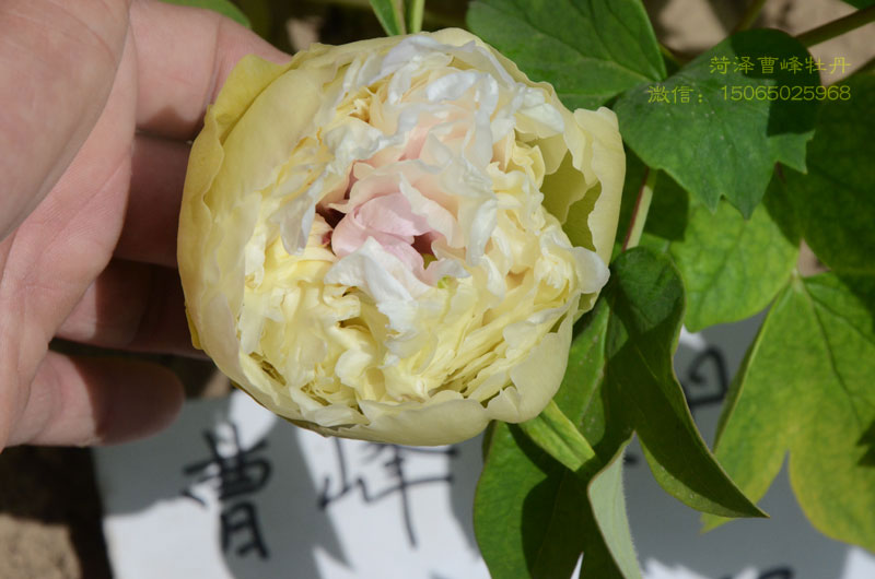 豆绿牡丹是绿玉吗 (2).jpg