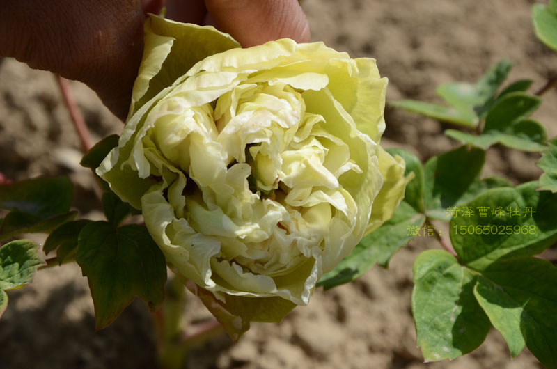 豆绿牡丹是绿玉吗 (3).jpg