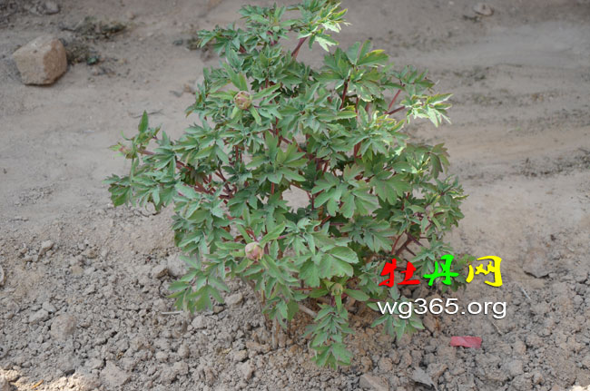 牡丹花.jpg 牡丹花.jpg