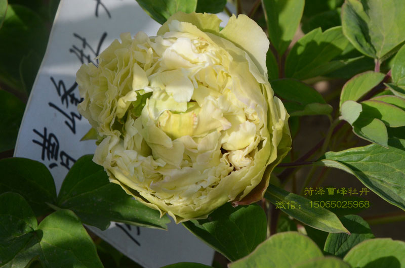 豆绿牡丹是绿玉吗 (1).jpg