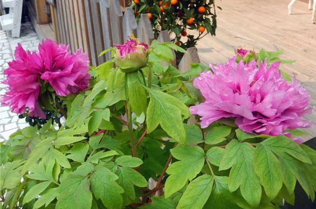 牡丹花.jpg
