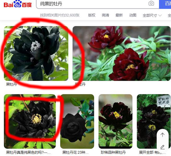 纯黑色牡丹花.jpg 纯黑色牡丹花.jpg