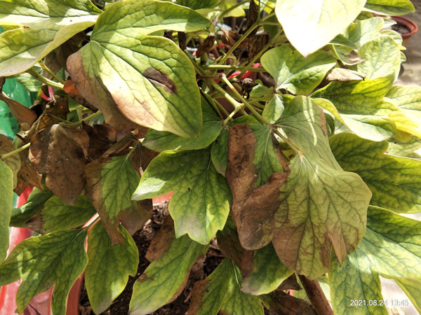 夏季牡丹叶干焦因为什么.jpg 夏季牡丹叶干焦因为什么.jpg