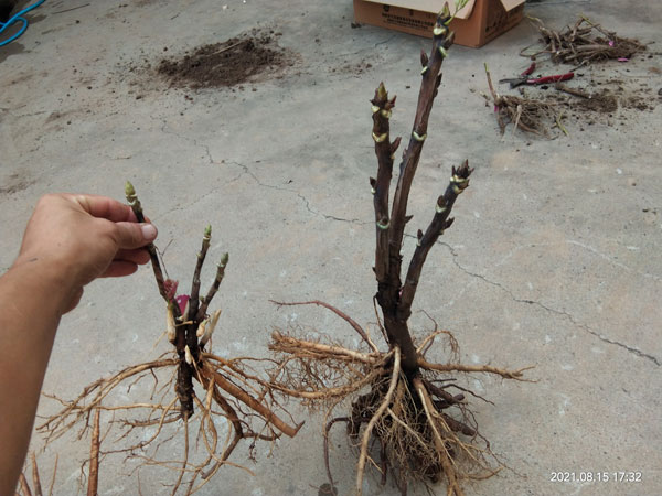 不同牡丹品种长势差别.jpg 不同牡丹品种长势差别.jpg