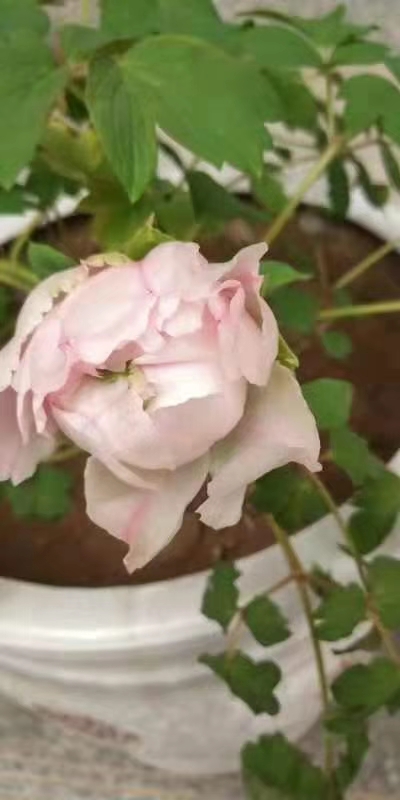 牡丹颜色变浅的3个因素.jpg 牡丹颜色变浅的3个因素.jpg