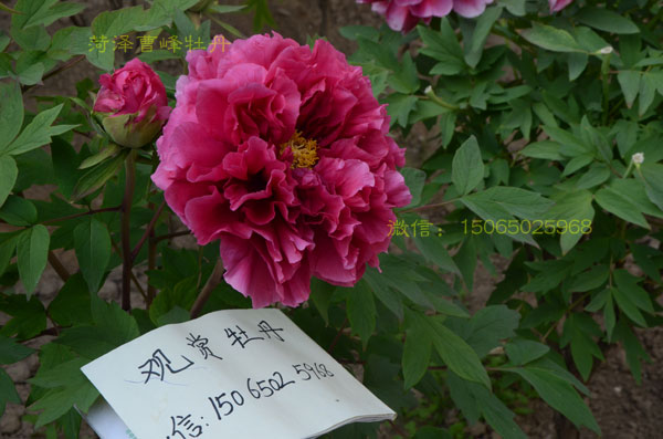 花王.jpg 花王.jpg