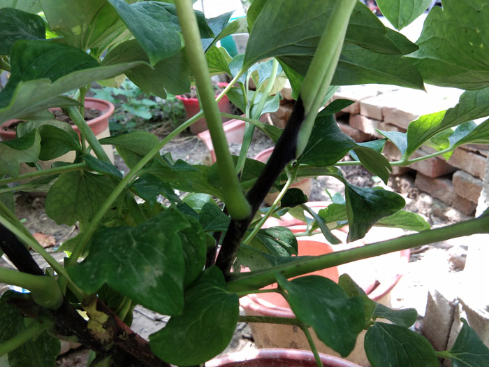 牡丹枝干发黑.jpg 牡丹枝干发黑.jpg