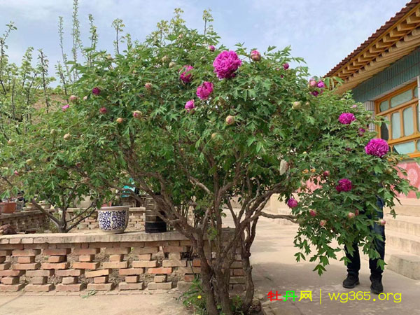 80岁牡丹仙子 (5).jpg