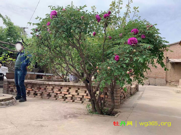 80岁牡丹仙子 (4).jpg