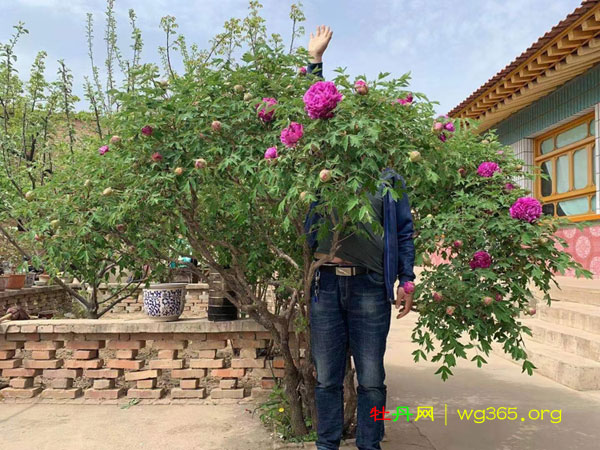 80岁牡丹仙子 (3).jpg