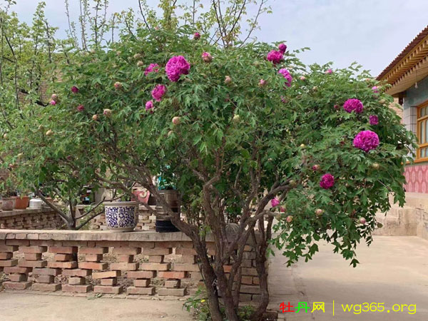 80岁牡丹仙子 (2).jpg