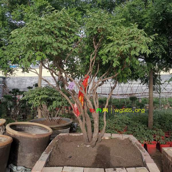 80岁牡丹仙子 (1).jpg