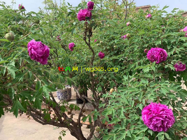 80岁牡丹仙子 (6).jpg