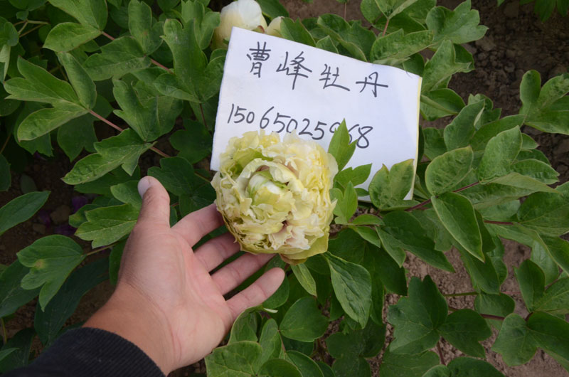 牡丹豆绿花期多长时间 (2).jpg