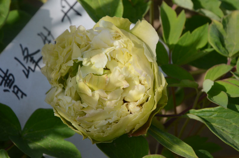 牡丹豆绿花期多长时间 (1).jpg