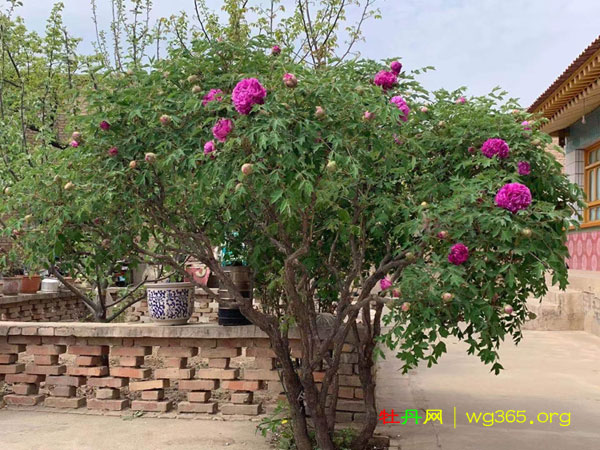 80岁牡丹仙子 (8).jpg