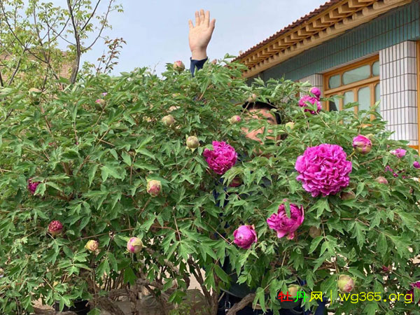 80岁牡丹仙子 (7).jpg