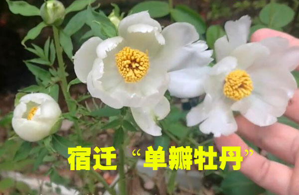 宿迁假牡丹01.jpg 宿迁假牡丹01.jpg