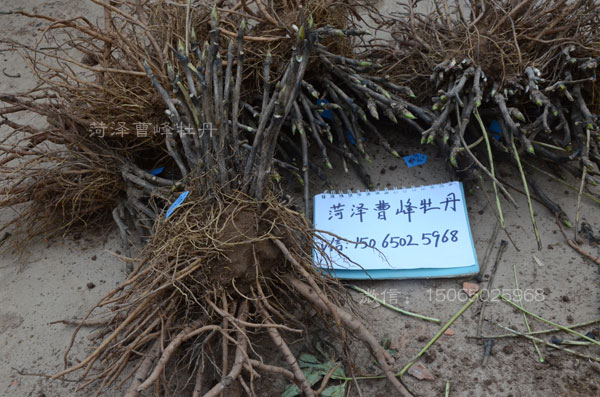 正宗观赏牡丹花苗.jpg 正宗观赏牡丹花苗.jpg