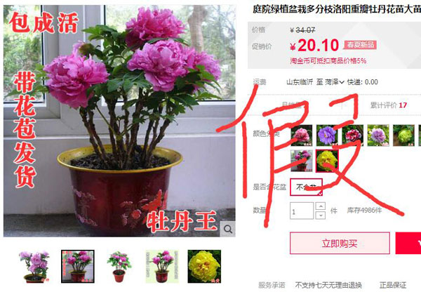 假牡丹苗021.jpg 假牡丹苗021.jpg