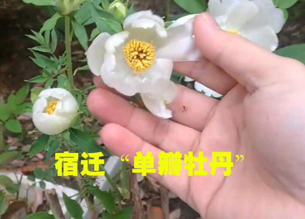 宿迁假牡丹02.jpg