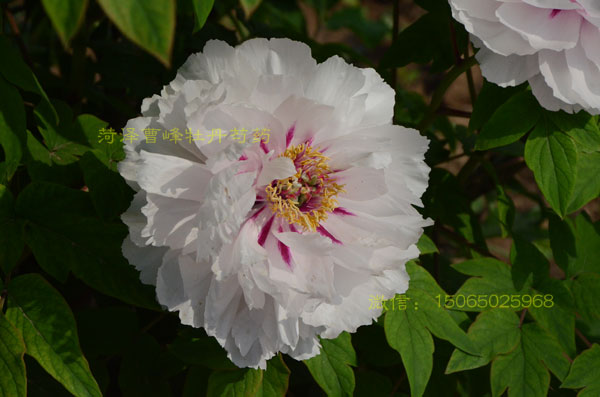 白牡丹品种:月宫烛光图片 (4).jpg