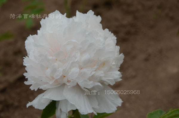 白牡丹品种:景玉牡丹图片 (3).jpg