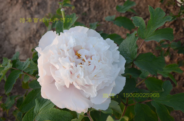 白牡丹品种:香玉牡丹图片 (2).jpg