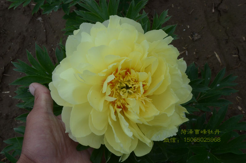 菏泽牡丹芍药鲜花.jpg