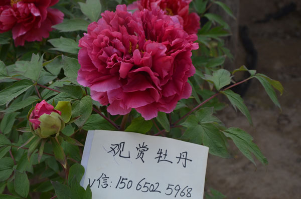 观赏牡丹花苗.jpg 观赏牡丹花苗.jpg