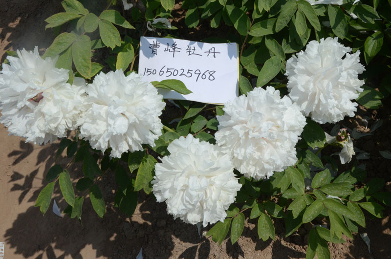 菏泽牡丹鲜花04.jpg