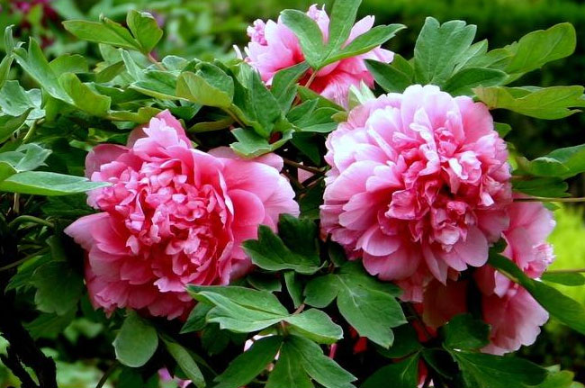 牡丹花.jpg 牡丹花.jpg