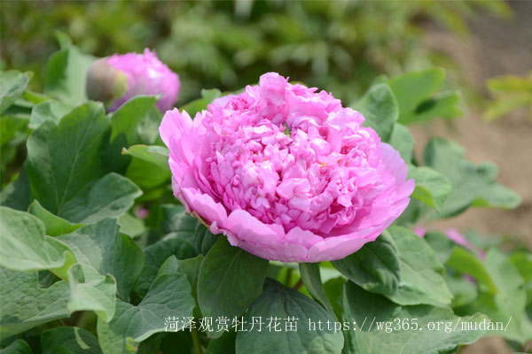 牡丹花.jpg 牡丹花.jpg