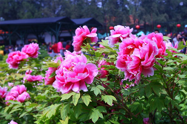 牡丹花开.jpg 牡丹花开.jpg