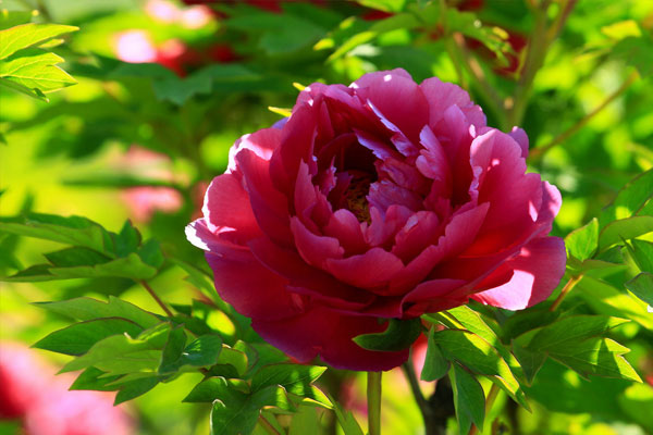 牡丹花.jpg 牡丹花.jpg