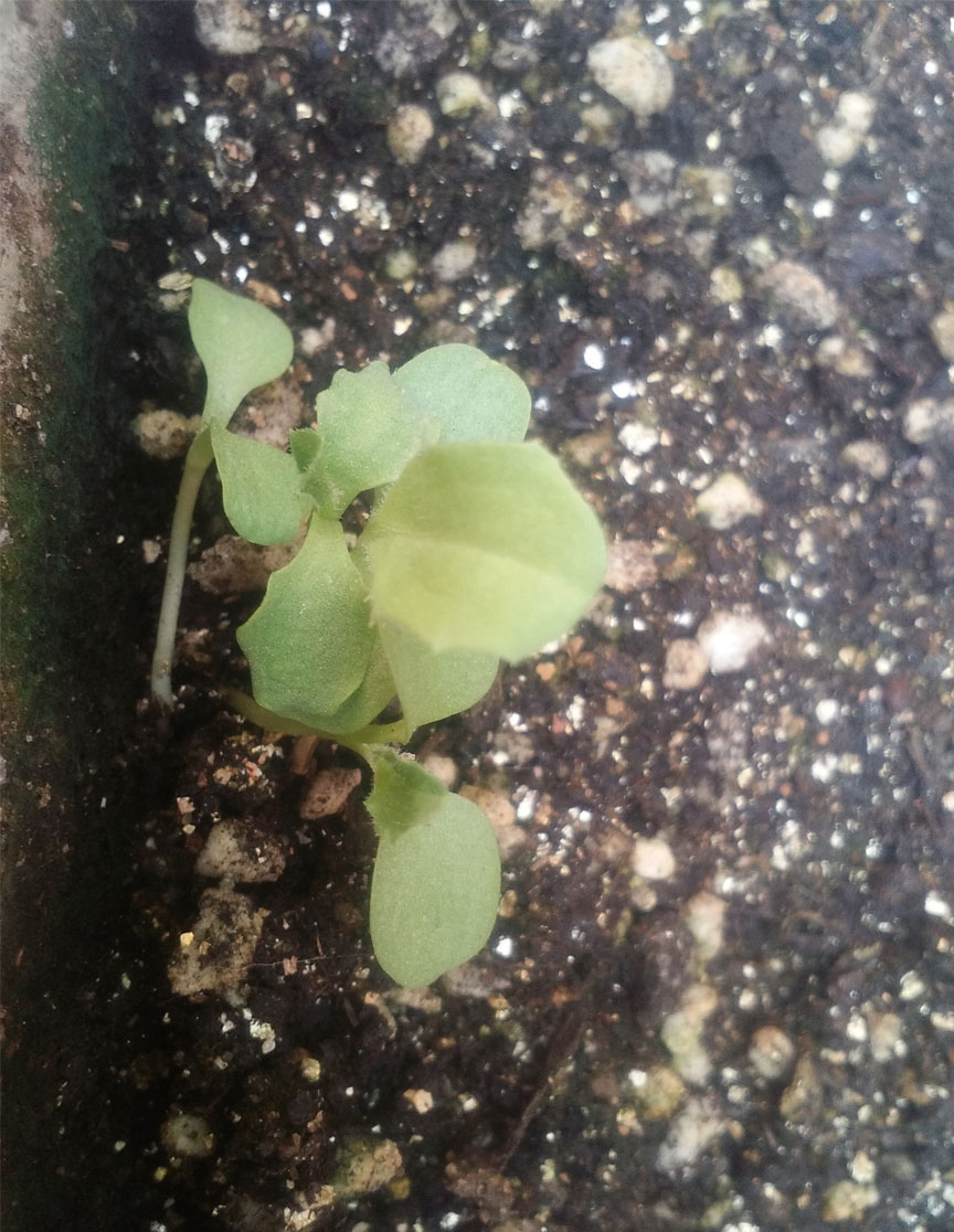 油麦小苗 油麦小苗