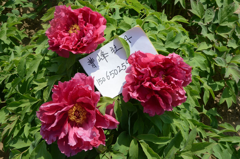 菏泽牡丹 (2).jpg