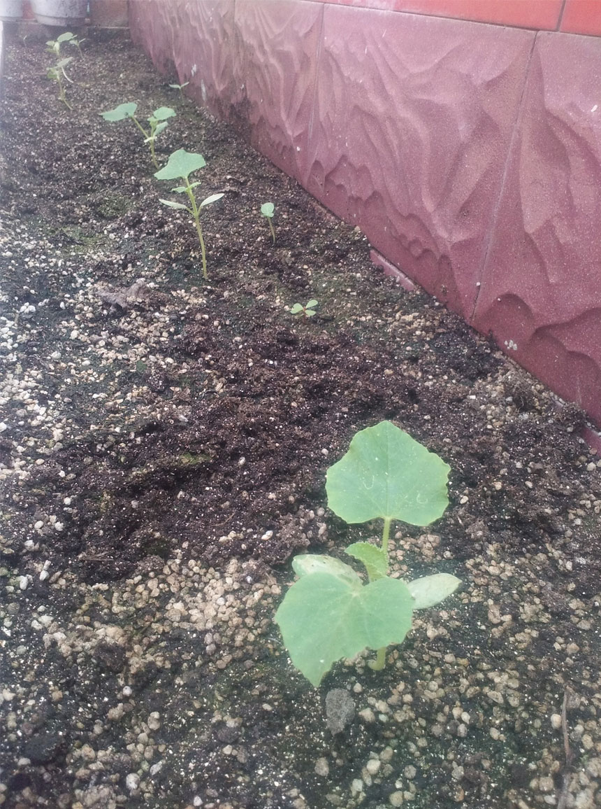 “菜地”里长出来的甜瓜苗 “菜地”里长出来的甜瓜苗