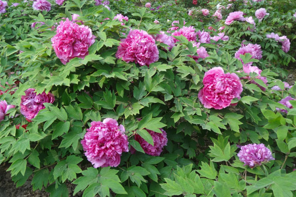 菏泽牡丹和洛阳牡丹.jpg 菏泽牡丹和洛阳牡丹.jpg