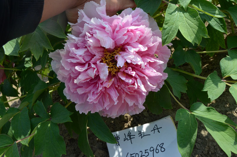 成武牡丹花 (2).jpg