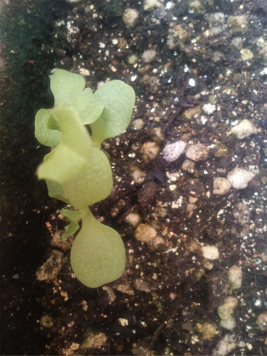 嫩油油的油麦小苗 嫩油油的油麦小苗