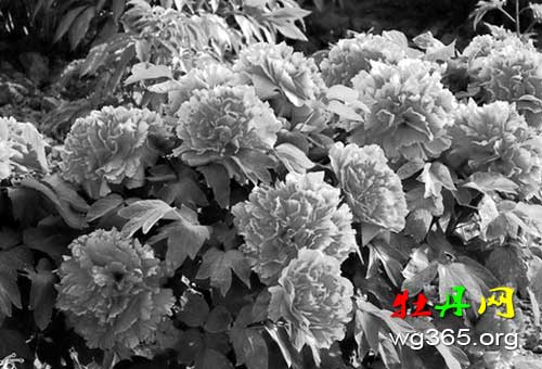 消费日报网“第26届菏泽牡丹文化旅游节开幕”文中配图 消费日报网“第26届菏泽牡丹文化旅游节开幕”文中配图