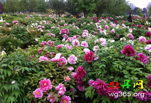 菏泽牡丹 菏泽牡丹