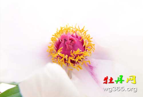 牡丹花下死,做鬼也风流 牡丹花下死,做鬼也风流