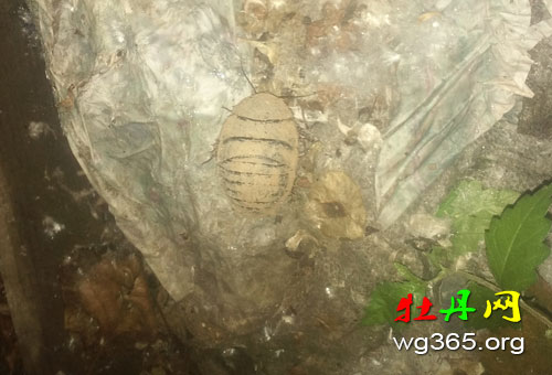 发现的土鳖 发现的土鳖